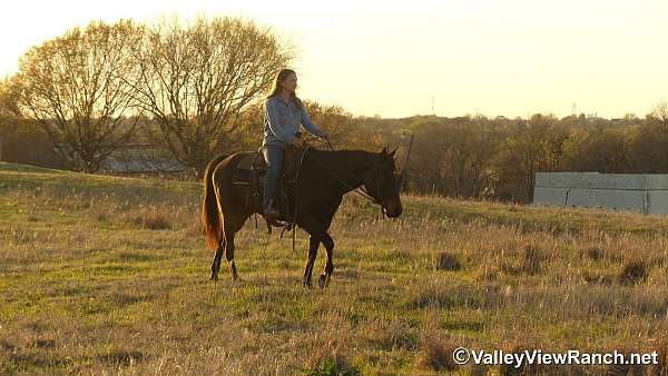 brown-quarter-horse-gelding