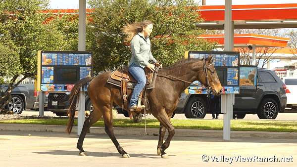 brown-trail-horse