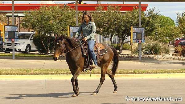 brown-dressage-horse