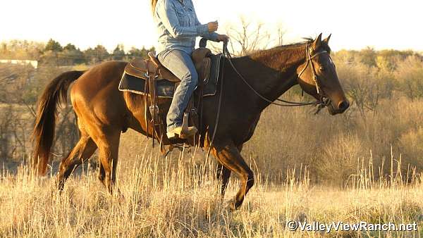 brown-trail-class-competition-horse