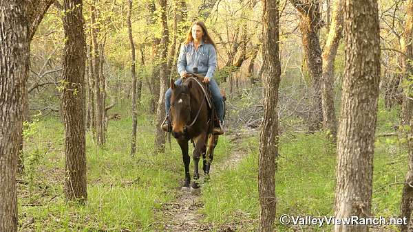 brown-trail-riding-horse