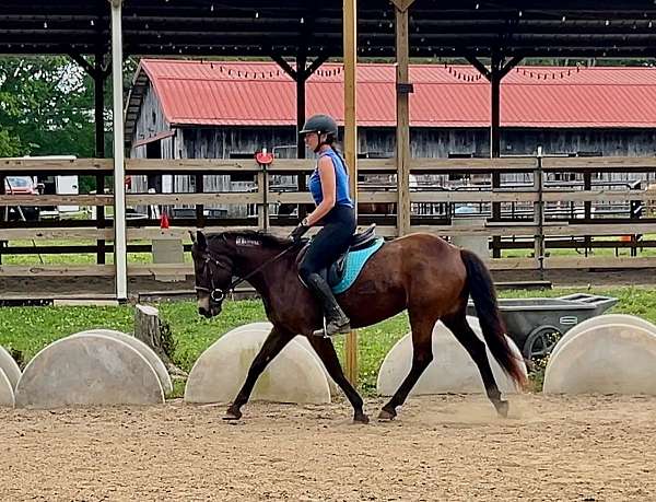 ranch-work-mustang-pony