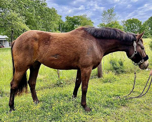 western-dressage-mustang-pony