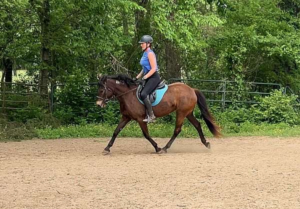 dressage-mustang-pony