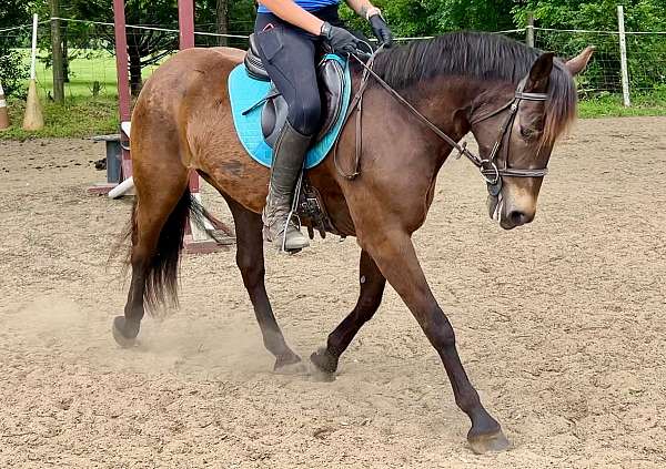 eventing-mustang-pony