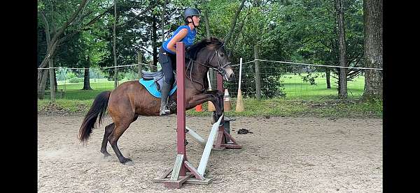 jumper-mustang-pony
