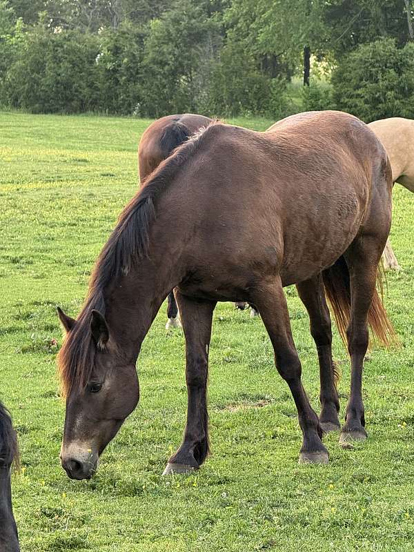 jumping-mustang-pony