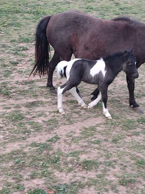 adult-miniature-horse