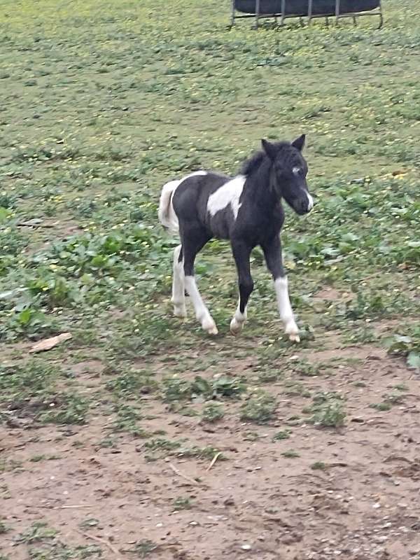 miniature-stallion-prospect-horse