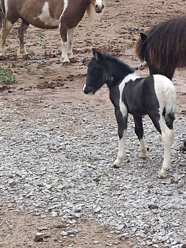 adult-colt