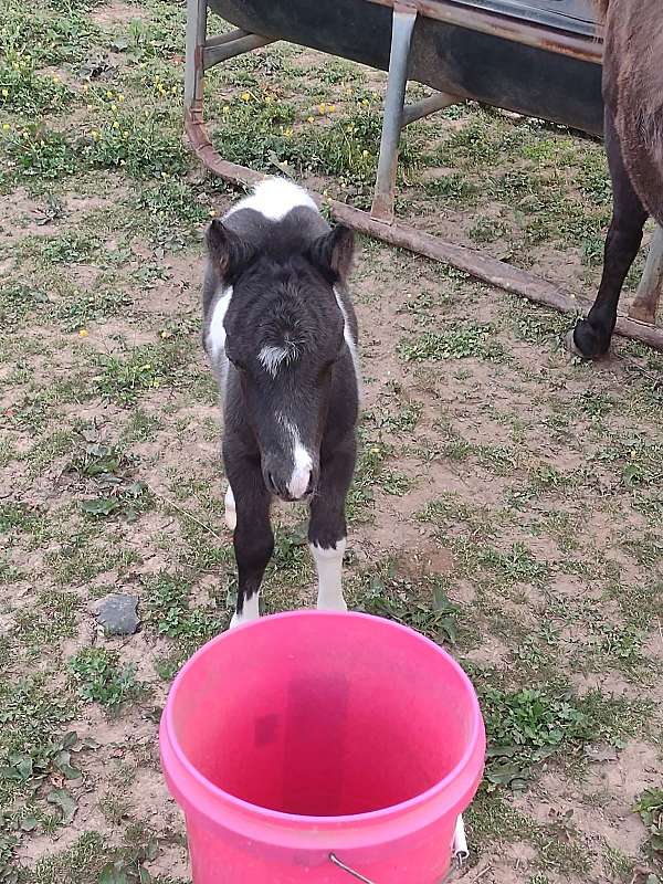 black-mare-colt