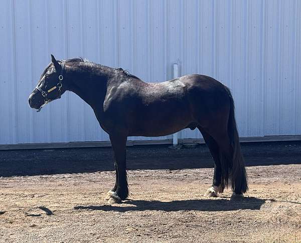 welsh-cob-gelding