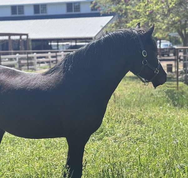 welsh-cob-horse-for-sale