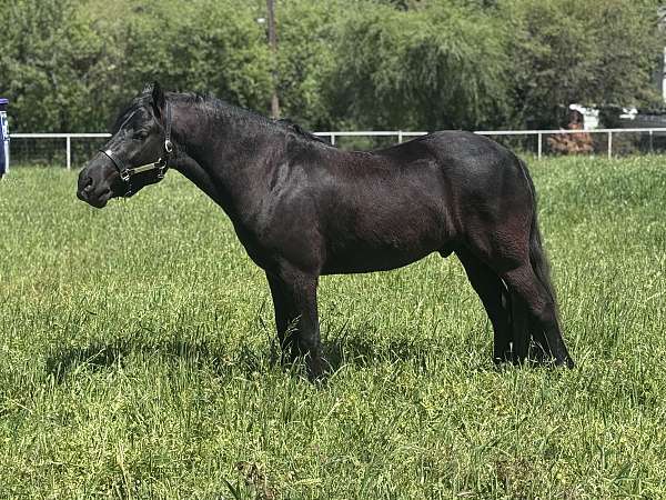 welsh-cob-horse