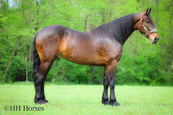 athletic-friesian-horse