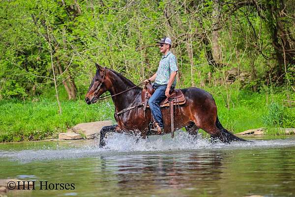 draft-friesian-horse