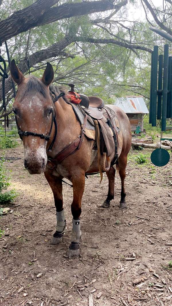 adopted-appaloosa-pony