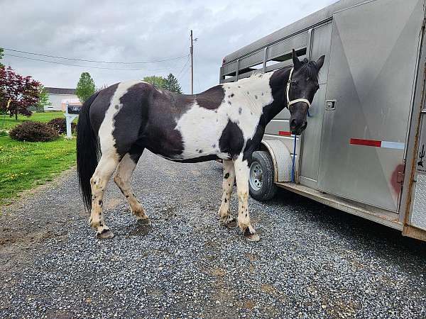 sitter-paint-horse