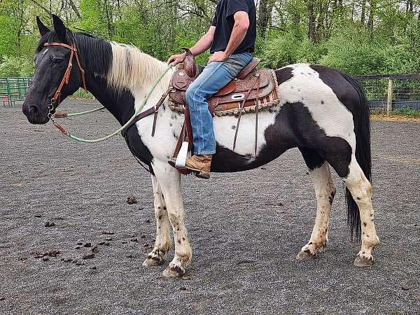 mild-mannered-mare