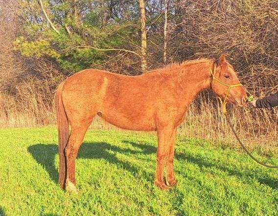 sorrel-quarter-pony-filly