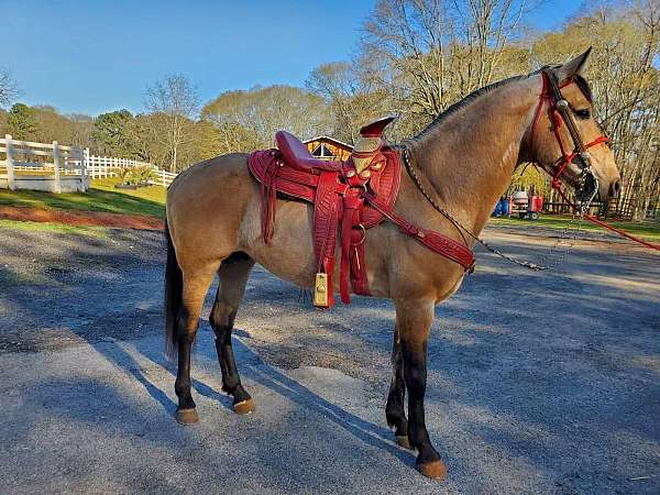 stallion-andalusian-horse
