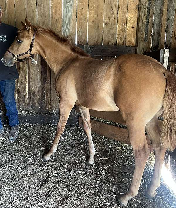 red-dun-athletic-working-horse