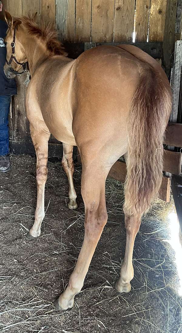 sorrel-athletic-working-horse