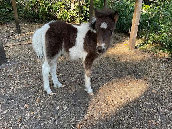 companion-pet-miniature-horse