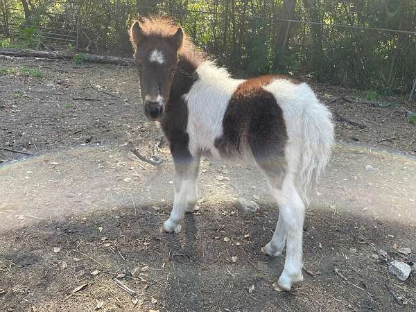 companion-pet-horse