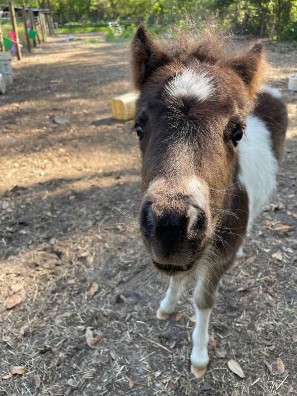 breeder-colt
