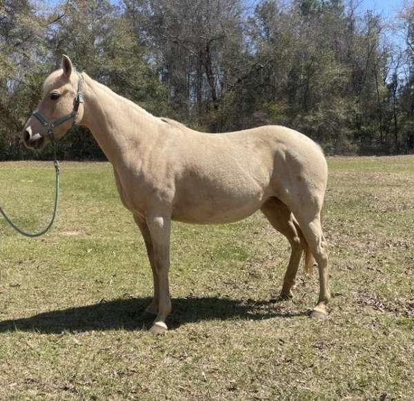 roan-horse