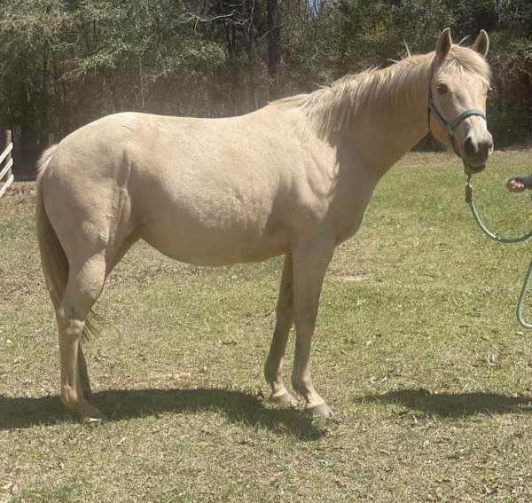 palomino-roan-horse