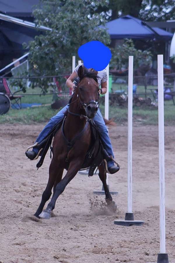 arabian-gelding