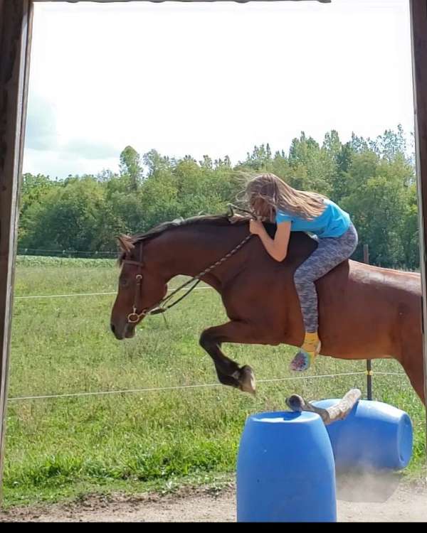 arabian-horse-for-sale