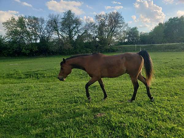 arabian-horse