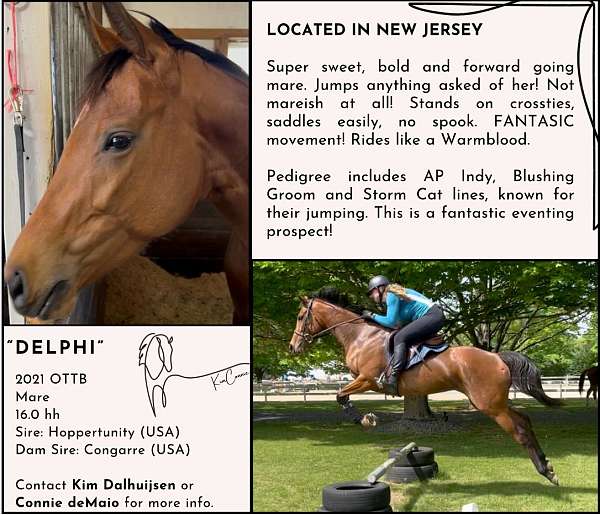 thoroughbred-mare