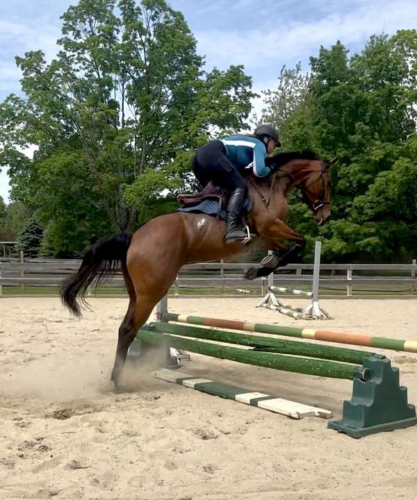 thoroughbred-horse-for-sale