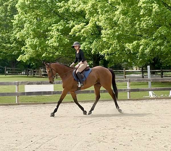 thoroughbred-horse