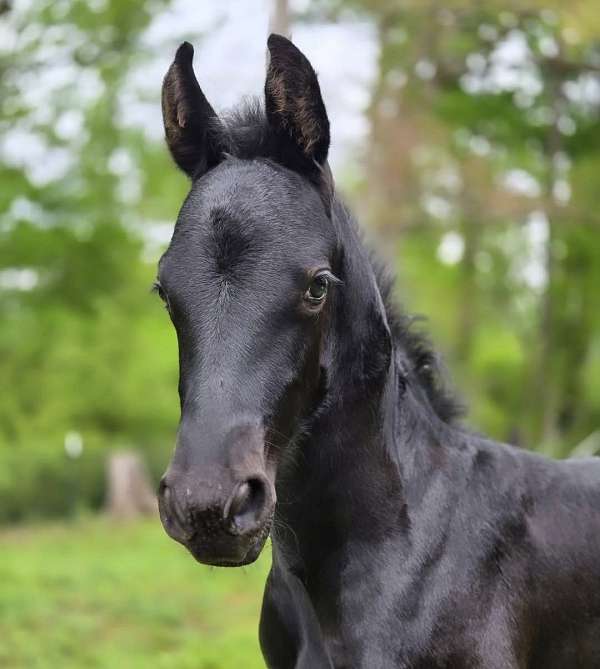 friesians-north-carolina-horse