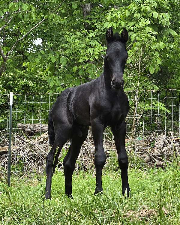 north-carolina-friesian-horse