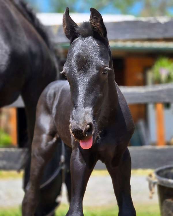 kfps-registered-friesian-horse