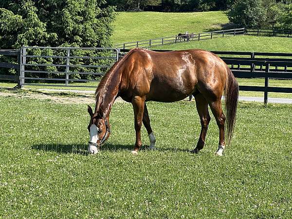 sorrel-blaze-coronet-sock-pony