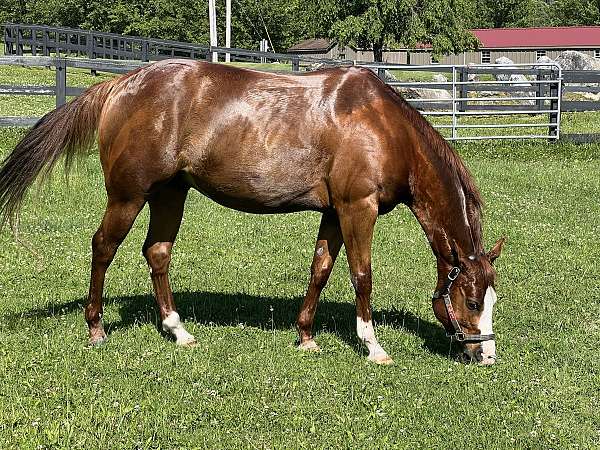 adorable-quarter-pony