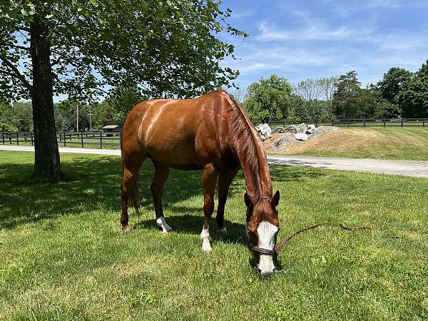 low-maintenance-quarter-pony