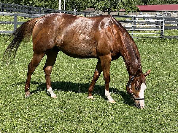 forgiving-quarter-pony