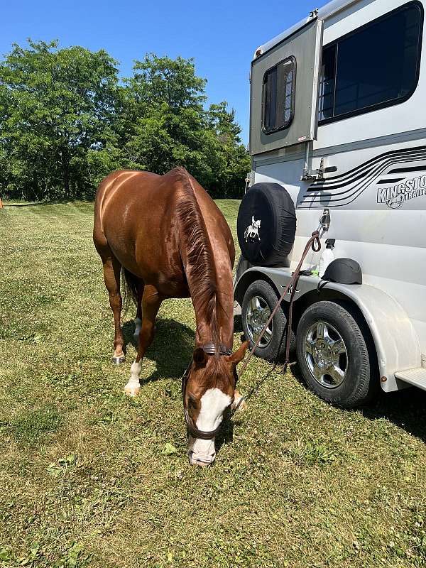 balanced-quarter-pony