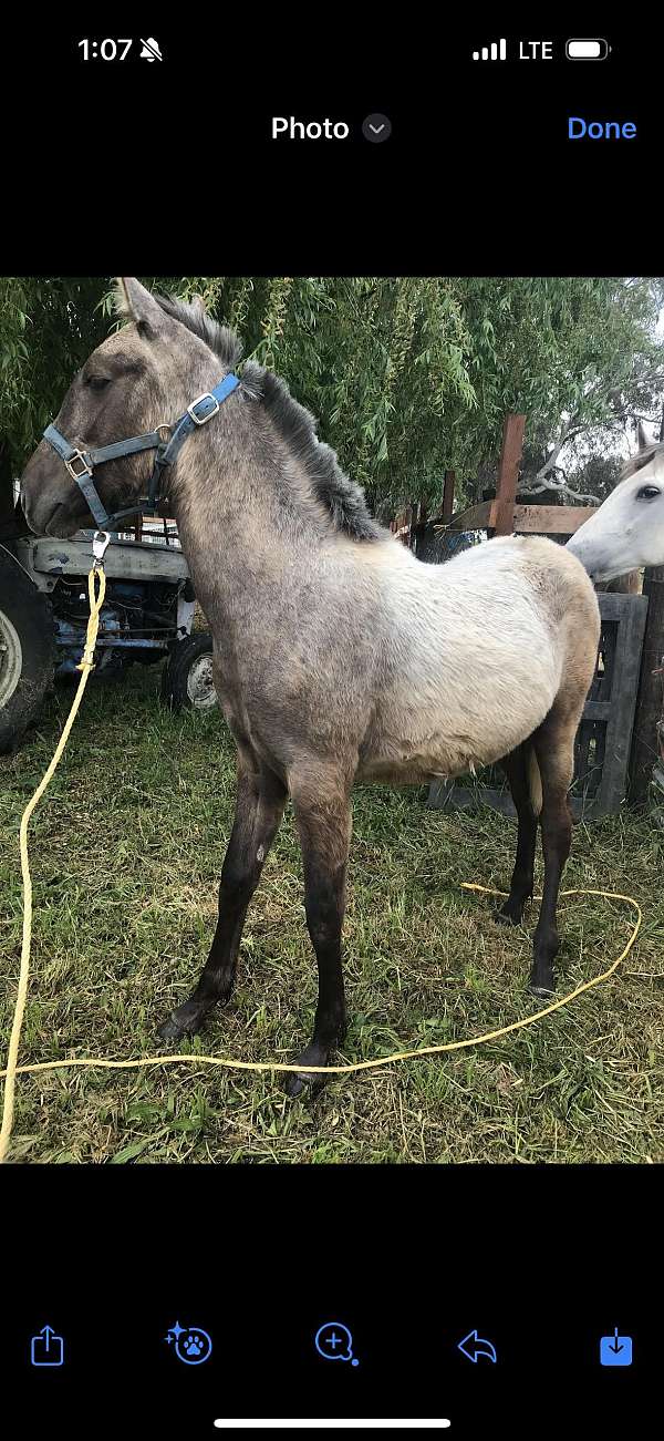 1-hand-andalusian-filly