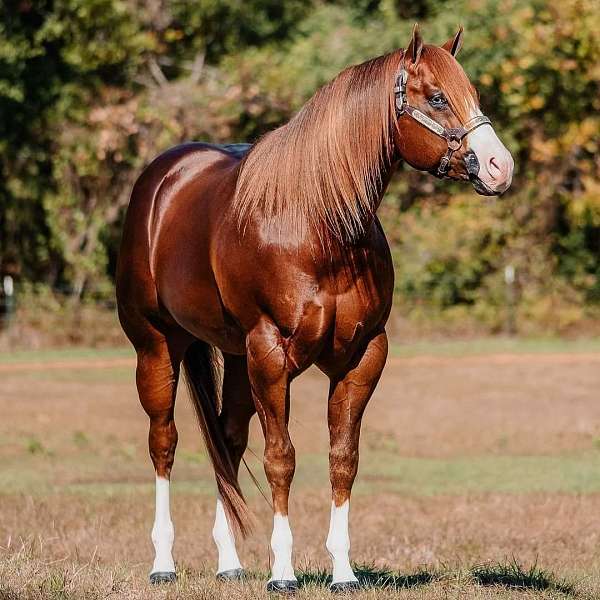 sorrel-3-white-stockings-a-blaze-horse