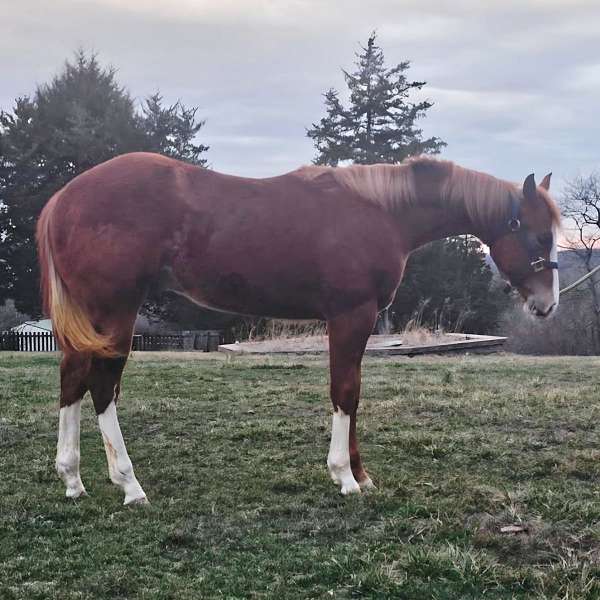 3-white-stockings-a-blaze-horse