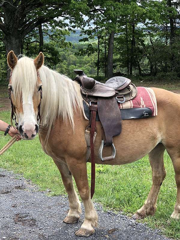 classy-haflinger-horse